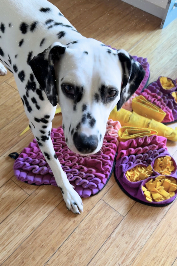 Why I Love Using a Snuffle Mat for My High-Energy Dog blog cover photos